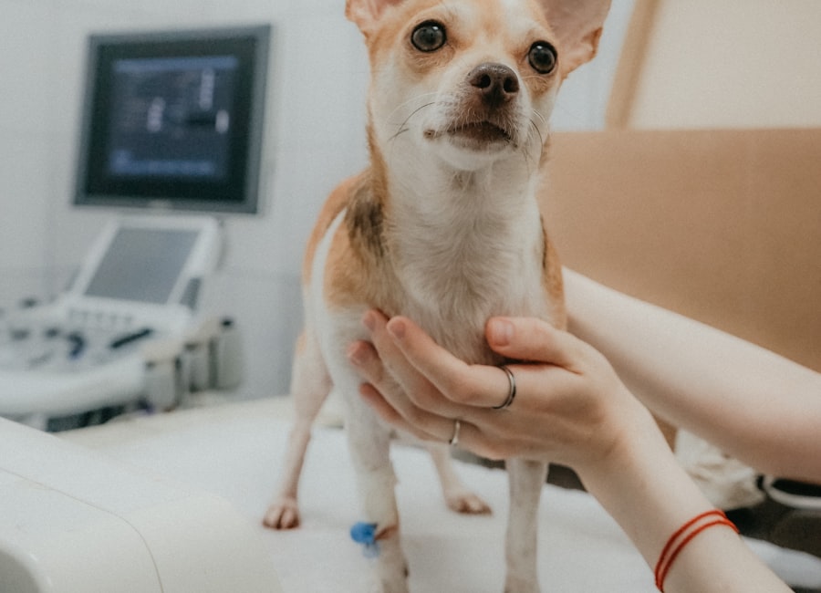Veterinari & Pet Care
